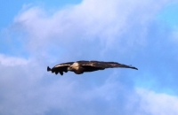 Сури орао  (Aquila chrysaetos)